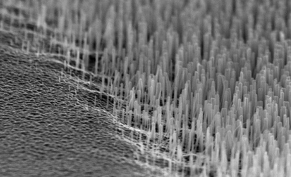 micrografc3ada-de-los-nanohilos-de-silicio-que-produce-la-tecnologia-de-bandgap-engineering-7322539